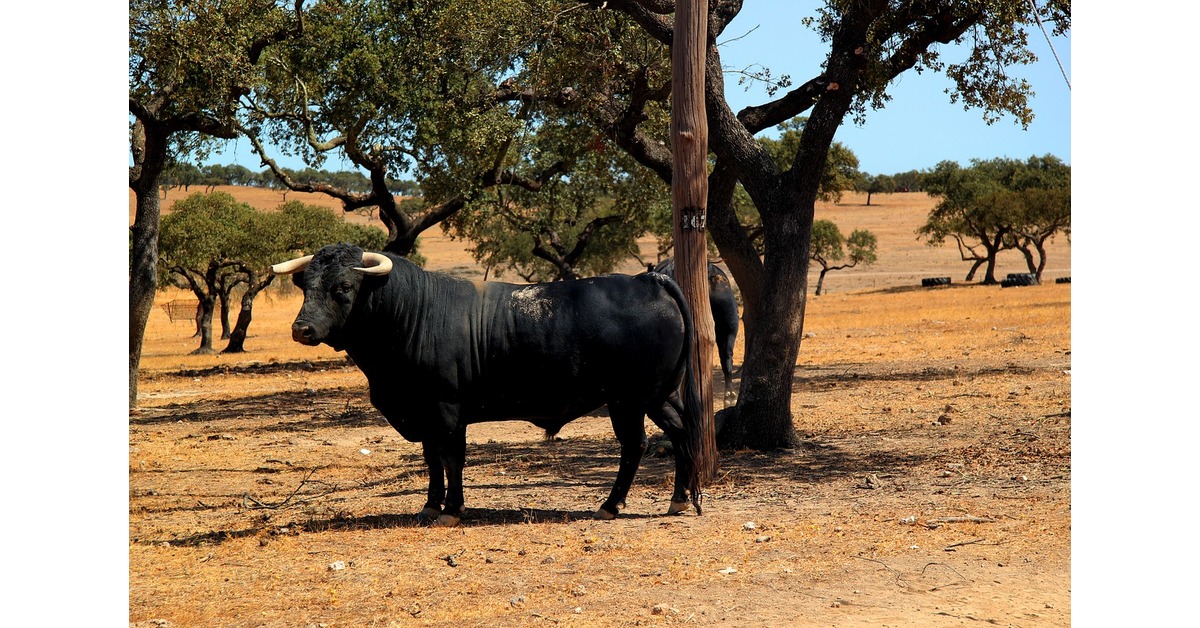 rican-riding-bulls-smash-beautiful-cows-vol-2